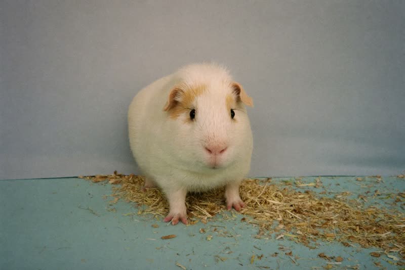 A guinea pig standing in clean fresh bedding