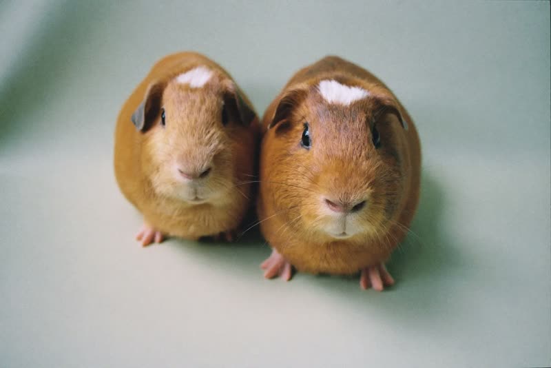 Two guinea pigs sitting together