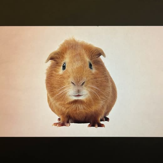 A long-haired guinea pig with a neatly groomed coat